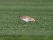 6S3A9420Mountain_Plover
