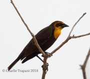 6S3A9453Yellow-Headed_Blackbird