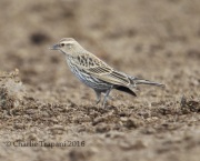 6S3A9470Red-Winged_Blackbird