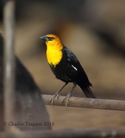 6S3A9477Yellow-Headed_Blackbird