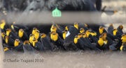 6S3A9483Yellow-Headed_Blackbird