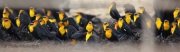 6S3A9488Yellow-Headed_Blackbird