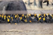 6S3A9496Yellow-Headed_Blackbirds