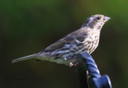0J6A1725Purple_Finch