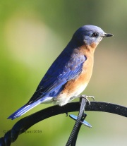 0J6A1817Eastern_Bluebird