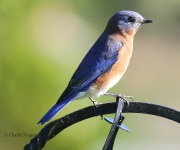 0J6A1820Eastern_Bluebird