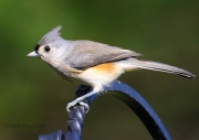 0J6A1830Tufted_Titmouse