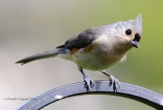 0J6A1838Tufted_Titmouse