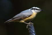 0J6A1853Red-Breasted_Nuthatch