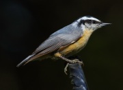 0J6A1858Red-Breasted_Nuthatch