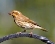 0J6A1865Purple_Finch