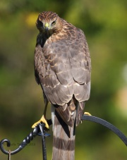 0J6A1898Cooper_Hawk