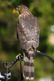 0J6A1905Cooper_Hawk