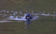 0J6A1936PA_Otter