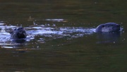 0J6A1937PA_Otters