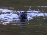 0J6A1938PA_Otters