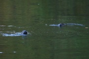0J6A1943PA_Otters