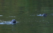 0J6A1944PA_Otters