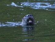 0J6A1946PA_Otter