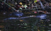0J6A1965PA_Otters