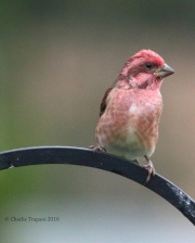 0J6A1988Purple_Finch