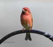 0J6A2006Purple_Finch