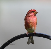 0J6A2013Purple_Finch