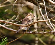 0J6A2022Purple_Finch