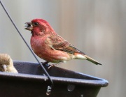 0J6A2026Purple_Finch