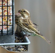 0J6A2035Purple_Finch