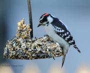 0J6A2054Downey_Woodpecker