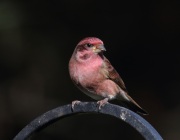 0J6A2336Purple_Finch