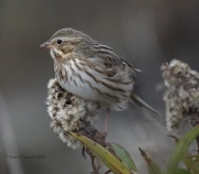 0J6A2471Savannah_Sparrow_ipwich
