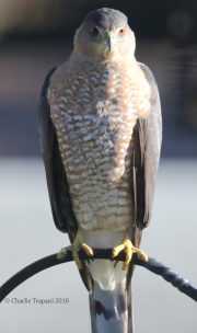 0J6A2479Cooper_Hawk