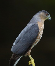6S3A2595Cooper_Hawk