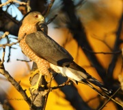 6S3A3438Cooper_Hawk