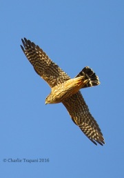 6S3A3579Merlin