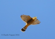 6S3A3591Merlin