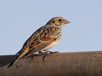 A10A6354Lapland_Longspur