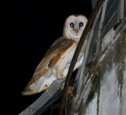 6S3A2782BranOwl