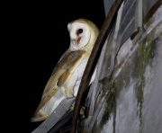 6S3A2787BarnOwl