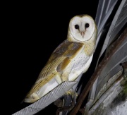 6S3A2793BarnOwl