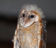 6s3a0347barnowl_owlet