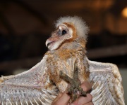 6s3a0362barnowl_owlet