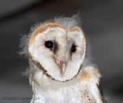 6s3a0370barnowl_owlet