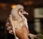 6s3a0385barnowl_owlet