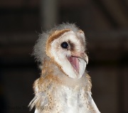 6s3a0391barnowl_owlet