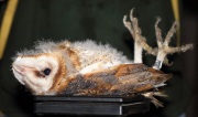 6s3a0398barnowl_owlet