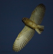 6s3a0468barnowl