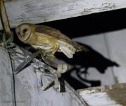 6s3a0522adultbarnowl